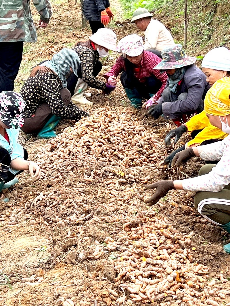 Công ty Cổ phần Curcumin Bắc Hà hỗ trợ liên kết với bà con tạo thu nhập cho những người yếu thế tham gia chăm sóc vùng nguyên liệu nghệ Công ty Cổ phần Curcumin Bắc Hà hỗ trợ liên kết với bà con tạo thu nhập cho những người yếu thế tham gia chăm sóc vùng nguyên liệu nghệ