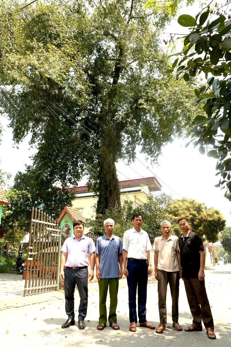 Cây Thị nghìn tuổi thôn Ngoại Độ Cây Thị nghìn tuổi thôn Ngoại Độ