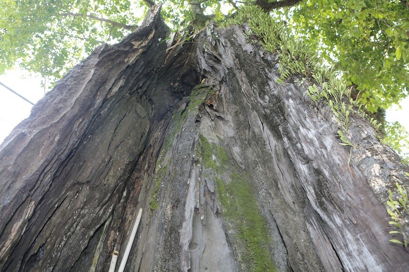 Trầm tích nghìn năm tuổi Trầm tích nghìn năm tuổi