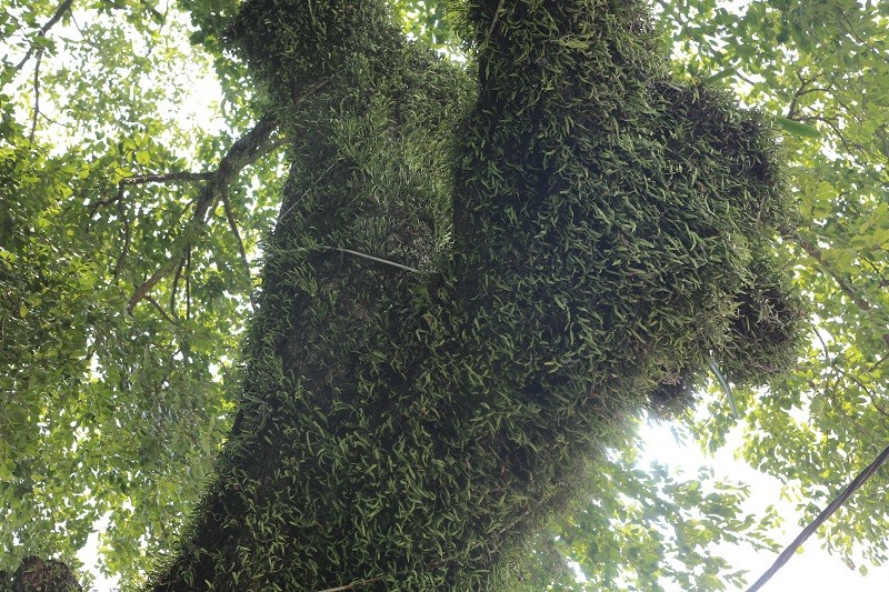 Tầm gửi quấn quanh thân cây Tầm gửi quấn quanh thân cây