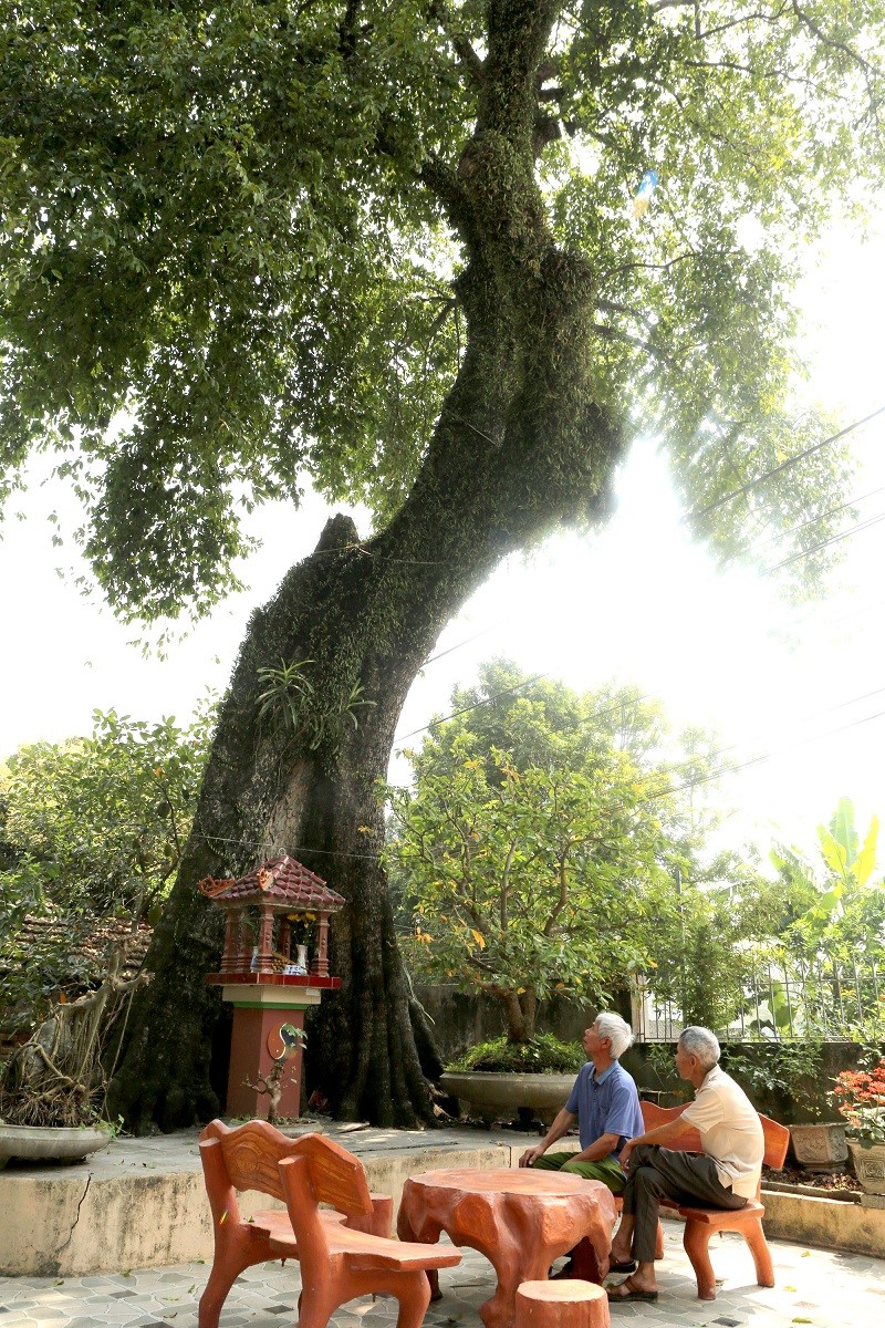 Cây Thị nghìn tuổi thôn Ngoại Độ Cây Thị nghìn tuổi thôn Ngoại Độ