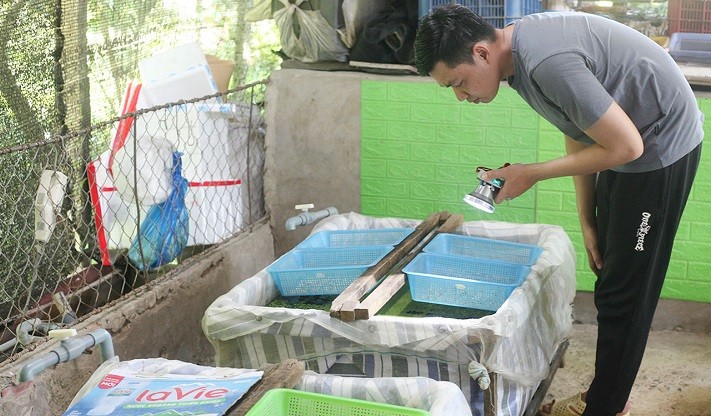 Anh Bùi Hoàng Hồng Thái kiểm tra trứng ốc bươu đen đang được ấp.
