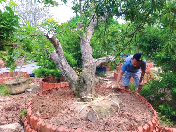 Làng nghề truyền thống hoa, cây cảnh Triệu Đề