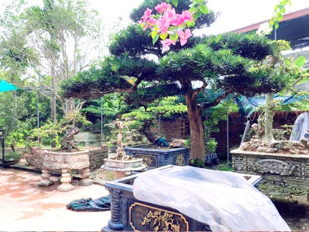 Những chậu hoa – cây cảnh được chăm sóc vừa với mục đích trang hoang cửa nhà, vừa với mục đích kinh doanh cho những du khách có nhu cầu.