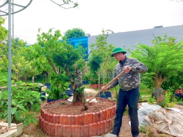 Làng nghề truyền thống hoa, cây cảnh Triệu Đề