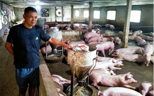 Anh Nguyễn Xuân Phúc giới thiệu khu vực nuôi lợn thịt của gia đình Anh Nguyễn Xuân Phúc giới thiệu khu vực nuôi lợn thịt của gia đình