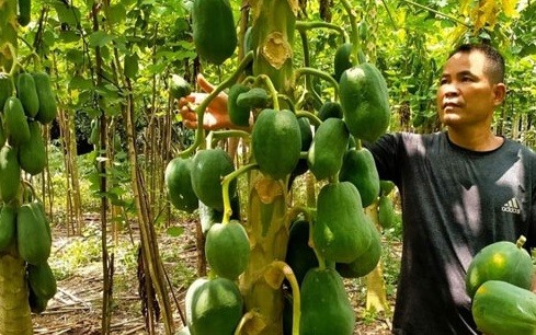 Anh Nguyễn Xuân Phúc tại vườn đu đủ sạch của gia đình. Anh Nguyễn Xuân Phúc tại vườn đu đủ sạch của gia đình.