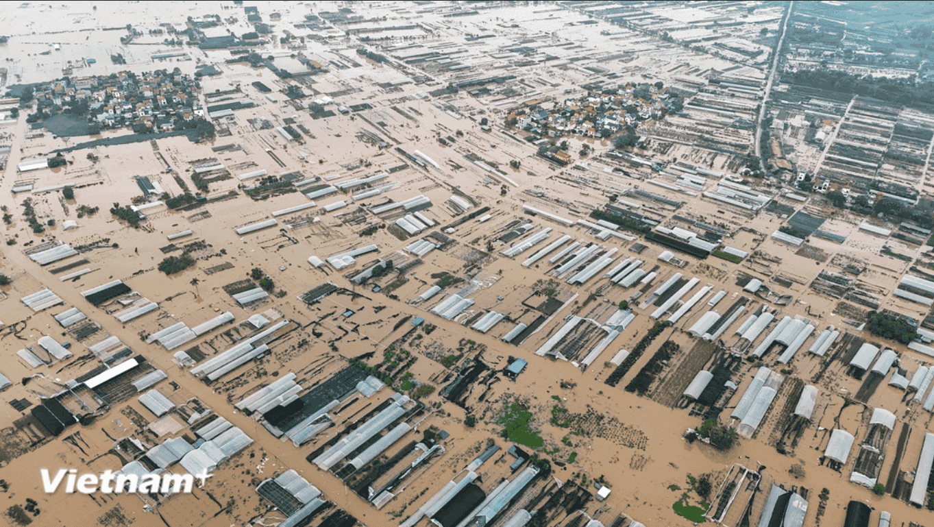 Làng nghề trồng hoa ở Hưng Yên ngập trong nước lũ