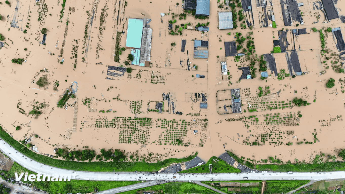 Làng nghề trồng hoa ở Hưng Yên ngập trong nước lũ