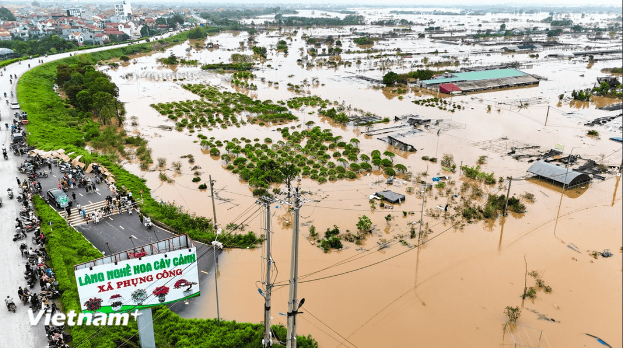 Làng nghề trồng hoa ở Hưng Yên ngập trong nước lũ