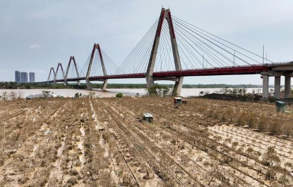 Hàng trăm ha Đào Nhật Tân bị lụi tàn sau Cơn bão số 3 (Yagi) Hàng trăm ha Đào Nhật Tân bị lụi tàn sau Cơn bão số 3 (Yagi)