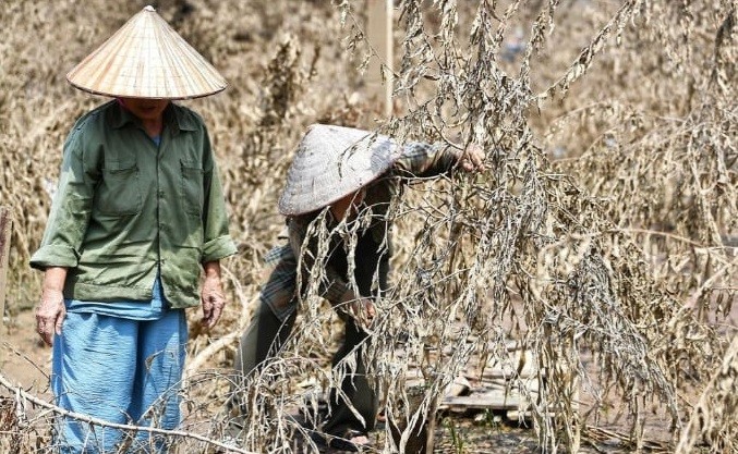Hàng trăm ha Đào Nhật Tân bị lụi tàn sau Cơn bão số 3 (Yagi) Hàng trăm ha Đào Nhật Tân bị lụi tàn sau Cơn bão số 3 (Yagi)