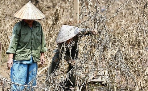 Hàng trăm ha Đào Nhật Tân bị lụi tàn sau Cơn bão số 3 (Yagi)