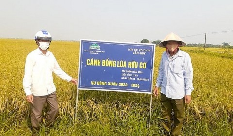 Kinh tế tập thể góp phần xây dựng nông thôn mới ở Hải Lăng