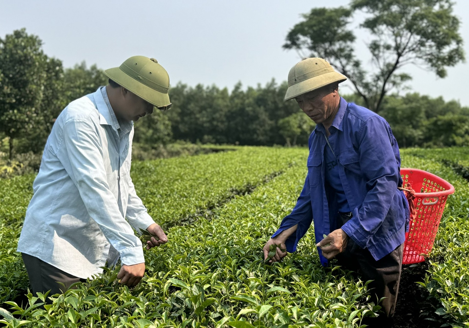 Các hộ trồng chè ở huyện Kỳ Anh mạnh dạn thay đổi theo hướng trồng mới để nâng cao giá trị chè thương phẩm. Các hộ trồng chè ở huyện Kỳ Anh mạnh dạn thay đổi theo hướng trồng mới để nâng cao giá trị chè thương phẩm.