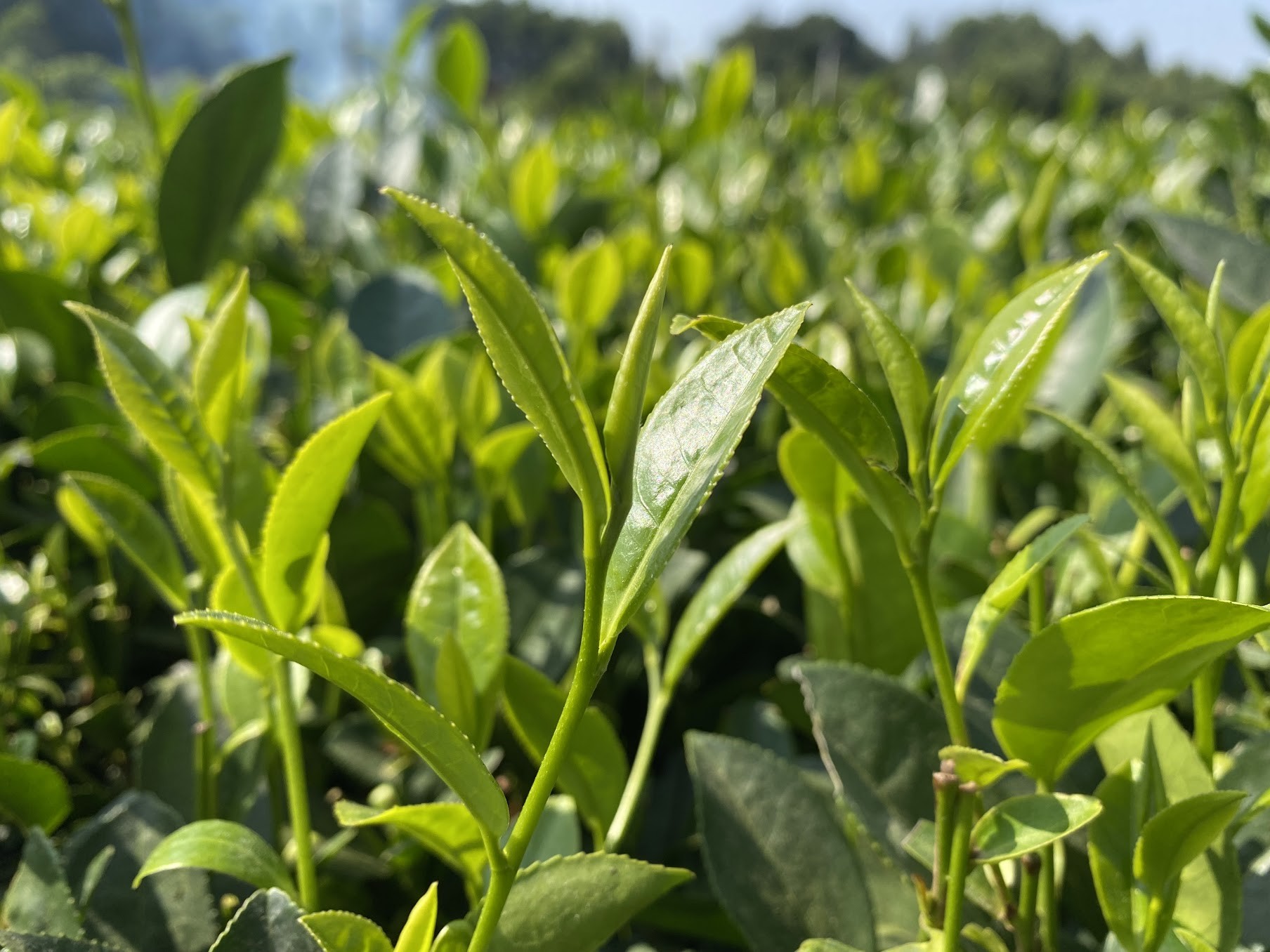 Những búp chè xanh tươi tốt đang góp phần mang lại thu nhập cao cho người dân. Những búp chè xanh tươi tốt đang góp phần mang lại thu nhập cao cho người dân.