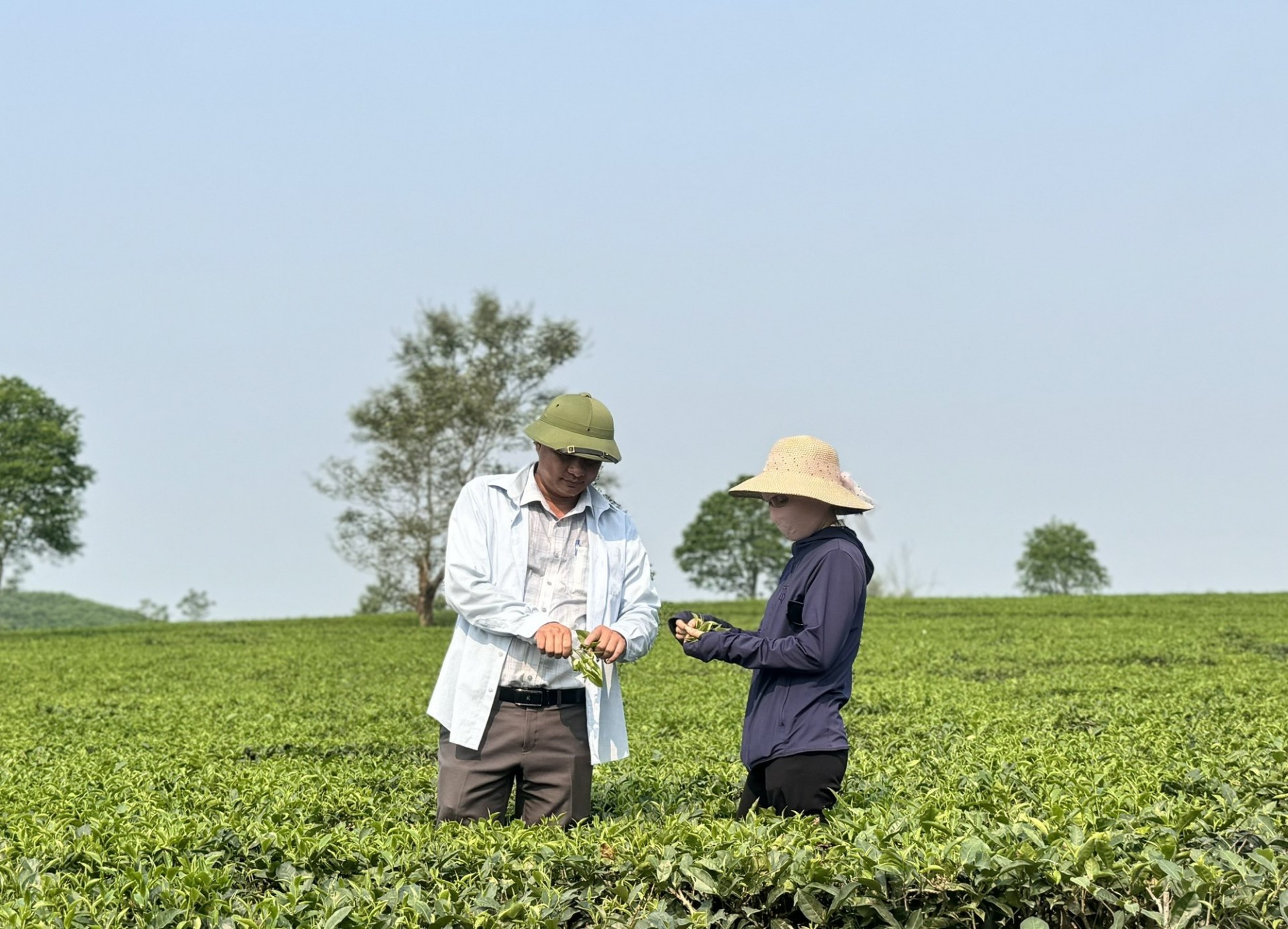 Cán bộ kỹ thuật phối hợp cùng người dân để búp chè đảm bảo an toàn theo tiêu chuẩn VietGAP. Cán bộ kỹ thuật phối hợp cùng người dân để búp chè đảm bảo an toàn theo tiêu chuẩn VietGAP.