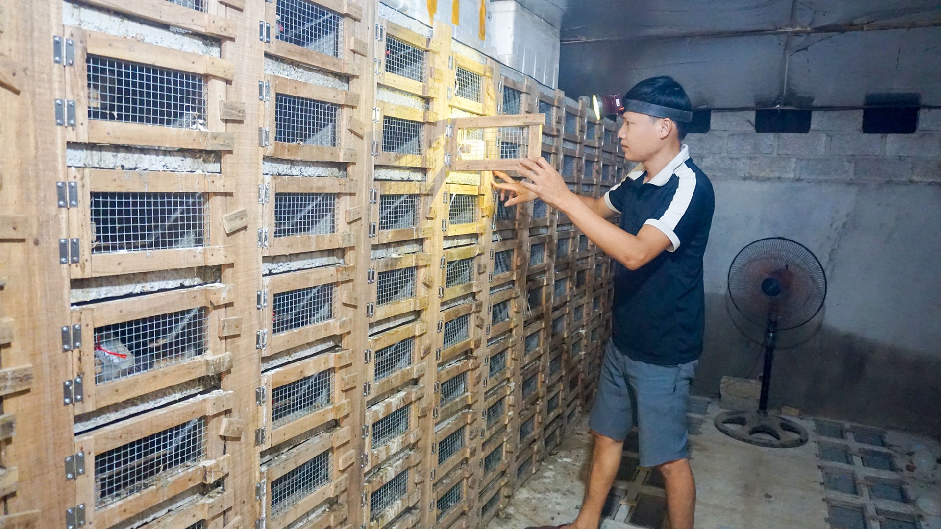 Triển vọng phát triển kinh tế từ nghề nuôi rắn ở Đồng Hỷ