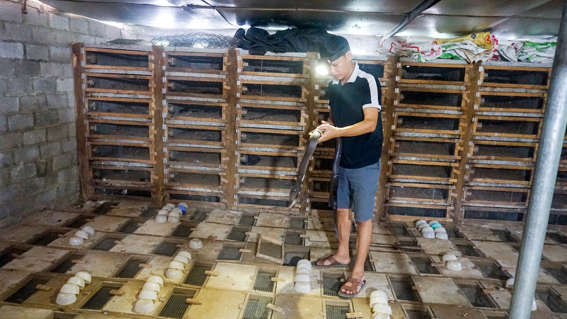 Triển vọng phát triển kinh tế từ nghề nuôi rắn ở Đồng Hỷ