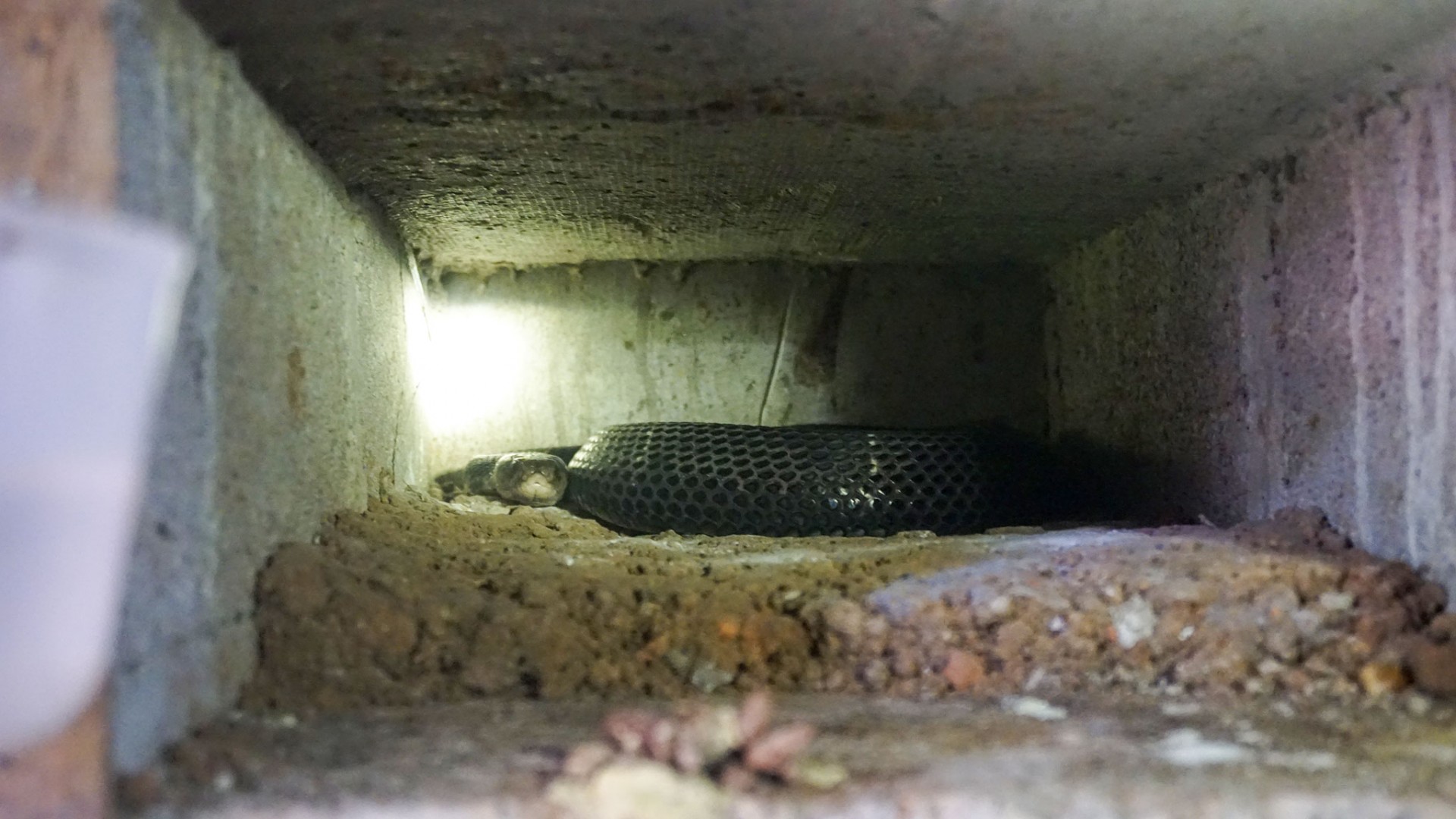 Triển vọng phát triển kinh tế từ nghề nuôi rắn ở Đồng Hỷ