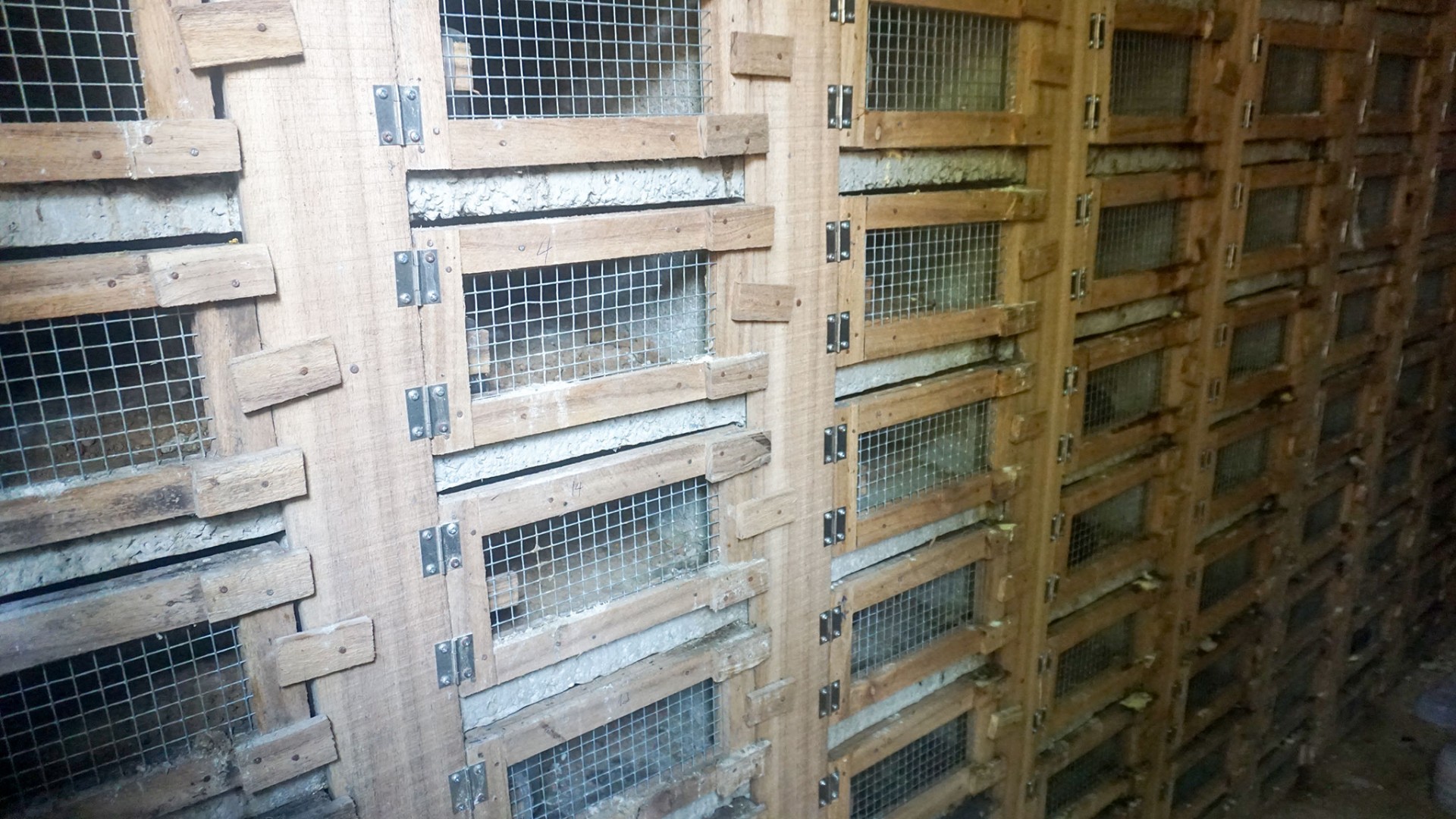 Triển vọng phát triển kinh tế từ nghề nuôi rắn ở Đồng Hỷ