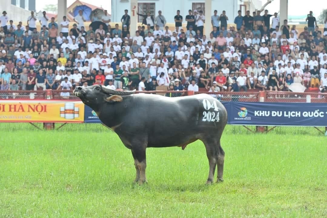 Khôi phục và phát triển lễ hội chọi trâu truyền thống Đồ Sơn: Ông Trâu số 04 - Phường Hải Sơn vô địch mùa thứ 35