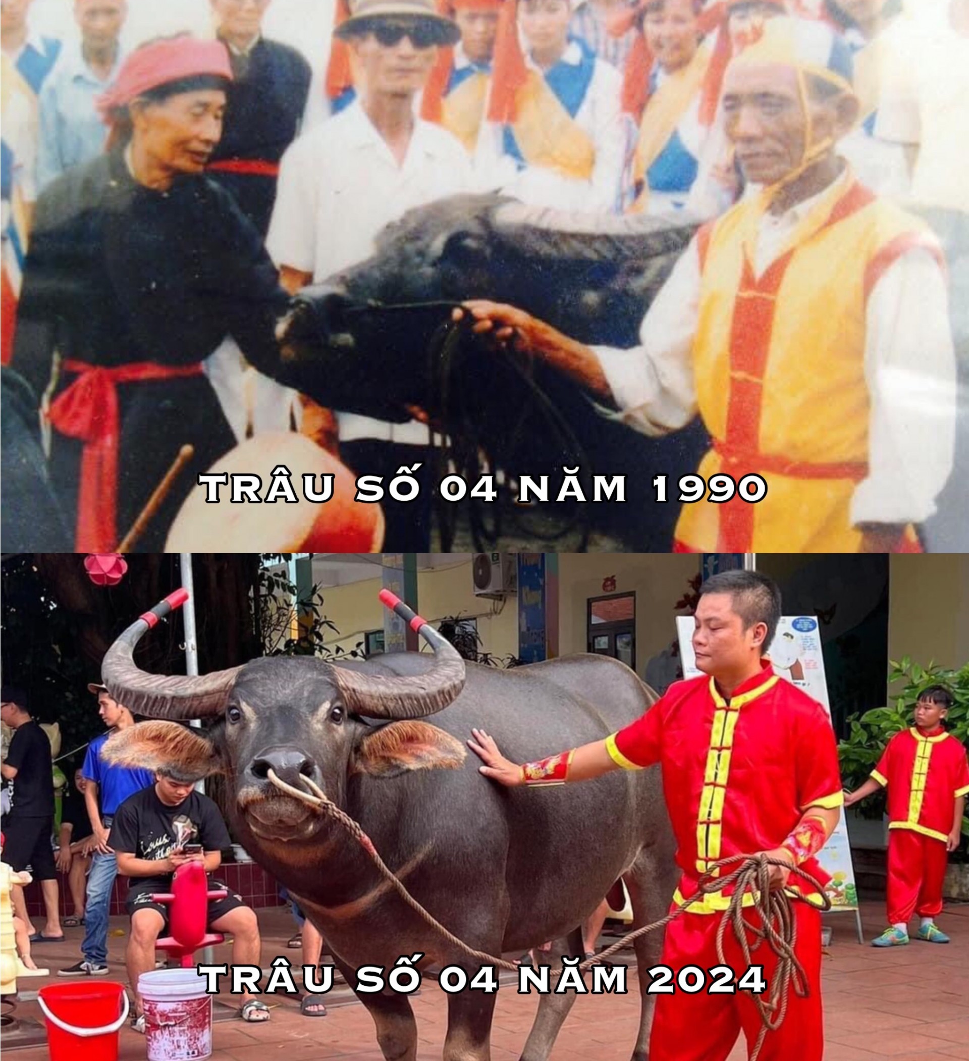 Khôi phục và phát triển lễ hội chọi trâu truyền thống Đồ Sơn: Ông Trâu số 04 - Phường Hải Sơn vô địch mùa thứ 35