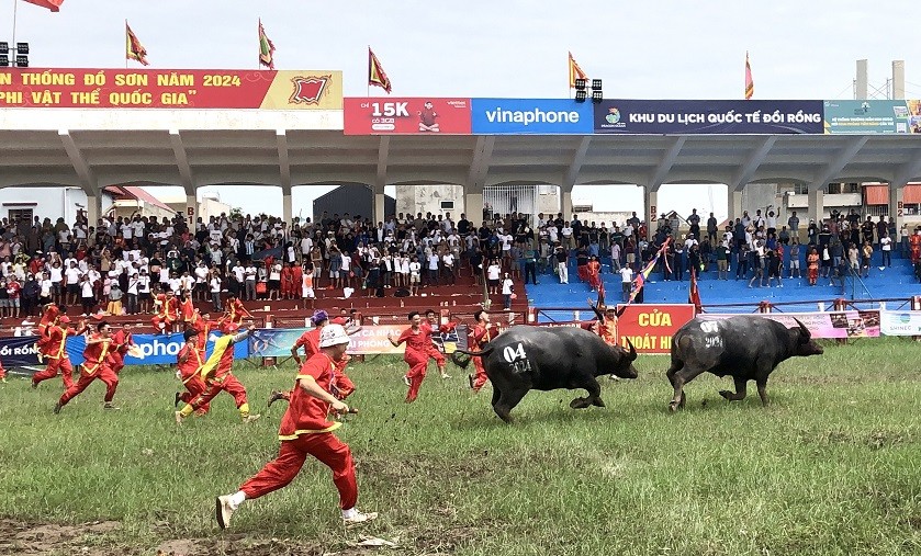 Khôi phục và phát triển lễ hội chọi trâu truyền thống Đồ Sơn: Ông Trâu số 04 - Phường Hải Sơn vô địch mùa thứ 35