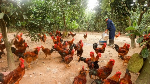 chan nuoi ga thit gan voi lien ket tieu thu san pham