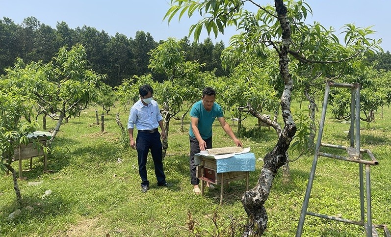 Hiệu quả từ mô hình nuôi ong lấy mật ở Thanh Hoá Hiệu quả từ mô hình nuôi ong lấy mật ở Thanh Hoá