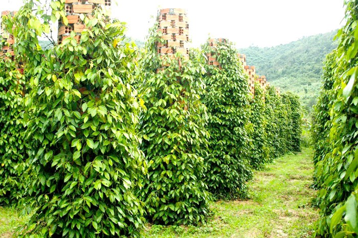 Những làng nghề truyền thống nổi tiếng ở Kiên Giang Những làng nghề truyền thống nổi tiếng ở Kiên Giang