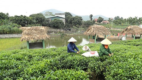 Mô hình chè Ba Trại phát triển bền vững