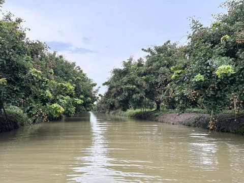 Để quả nhãn Cần Thơ được xuất ngoại