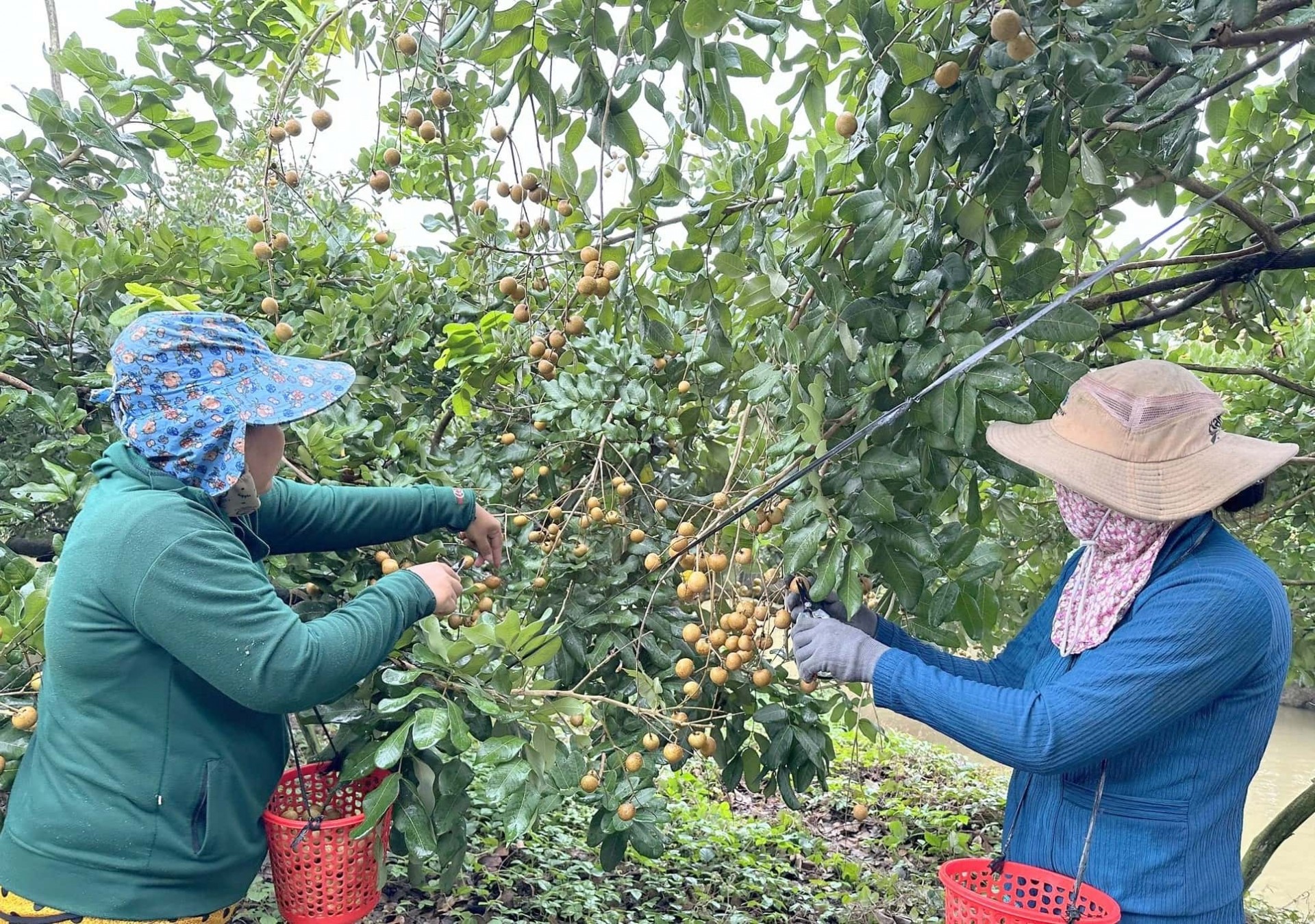 Để quả nhãn Cần Thơ được xuất ngoại Để quả nhãn Cần Thơ được xuất ngoại