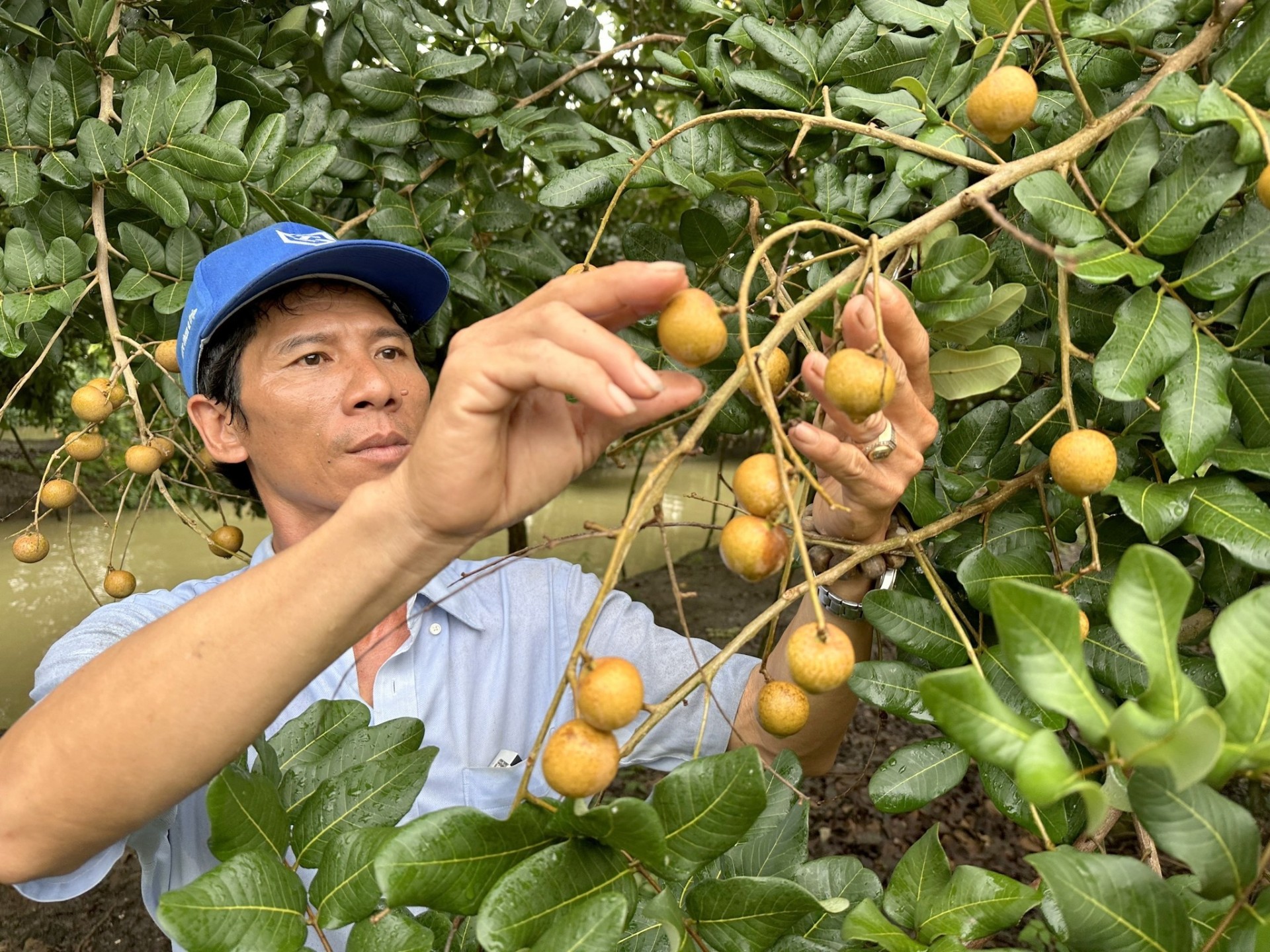 Để quả nhãn Cần Thơ được xuất ngoại Để quả nhãn Cần Thơ được xuất ngoại