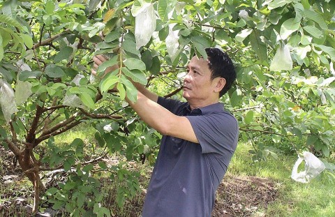 Hà Nam: Hiệu quả kinh tế cao từ mô hình trồng ổi theo tiêu chuẩn VietGAP ở Văn Lý