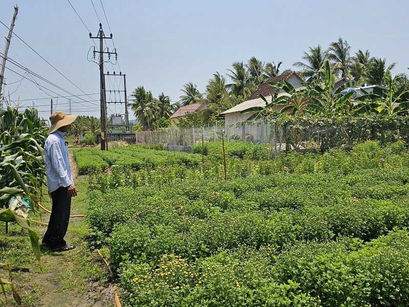 Người dân gắn bó với nghề trồng hoa tại làng nghề nhiều năm qua 