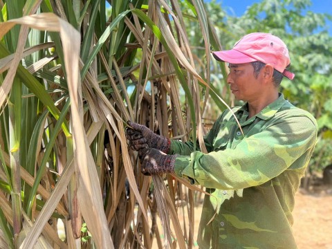 Người nông dân Chăm HRoi của tỉnh Phú Yên được bình chọn là Nông dân Việt Nam xuất sắc 2024