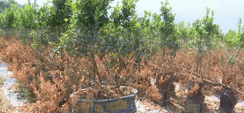 Người dân vựa cây cảnh lớn nhất miền Bắc thiệt hại nặng nề chỉ sau 2 giờ đồng hồ nước tràn bờ đê. Người dân vựa cây cảnh lớn nhất miền Bắc thiệt hại nặng nề chỉ sau 2 giờ đồng hồ nước tràn bờ đê.