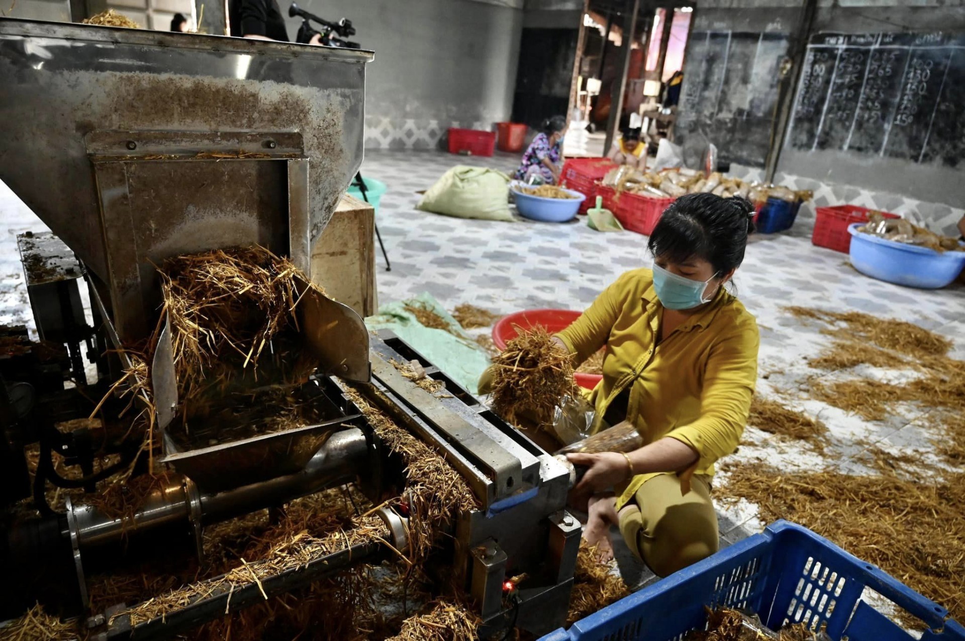 Người nông dân làm giàu nghề sản xuất meo nấm rơm