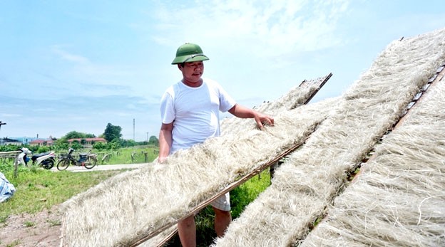 Gia đình ông Đỗ Đăng Thưởng là một trong những hộ gắn bó lâu nhất với nghề sản xuất miến. Những năm qua, vợ chồng ông vẫn duy trì nghề truyền thống. Mỗi ngày gia đình ông làm hơn 1 tấn bột, cho ra được 700 - 800kg miến, cung cấp ra thị trường.