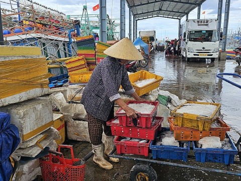 Bình Định: Đến cảng cá Đề Gi, người dân vẫn đảm bảo nguồn sinh kế