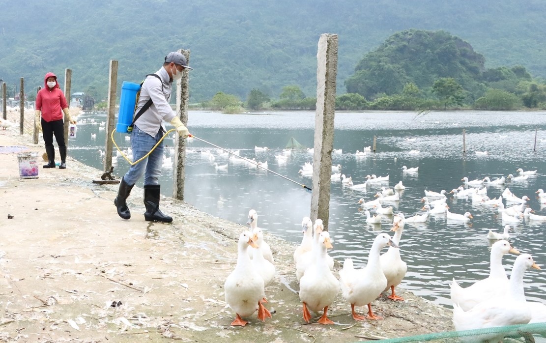 Các hộ chăn nuôi tại xã An Phú, huyện Mỹ Đức được tư vấn kỹ thuật, phòng trừ dịch bệnh trên đàn gia cầm, gia súc. Các hộ chăn nuôi tại xã An Phú, huyện Mỹ Đức được tư vấn kỹ thuật, phòng trừ dịch bệnh trên đàn gia cầm, gia súc.