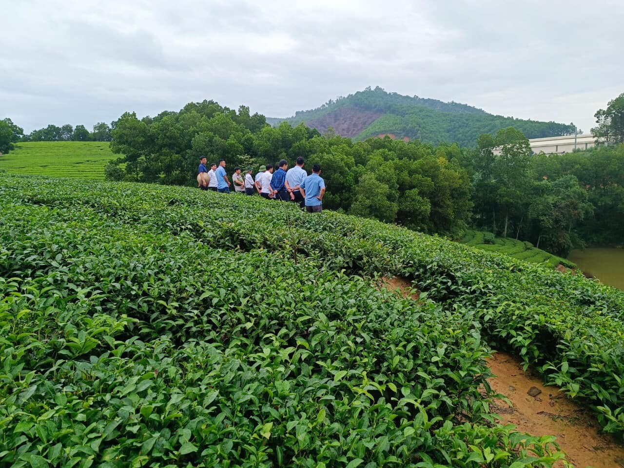 Phát triển du lịch sinh thái với tiềm năng từ nghề sản xuất chè Phát triển du lịch sinh thái với tiềm năng từ nghề sản xuất chè