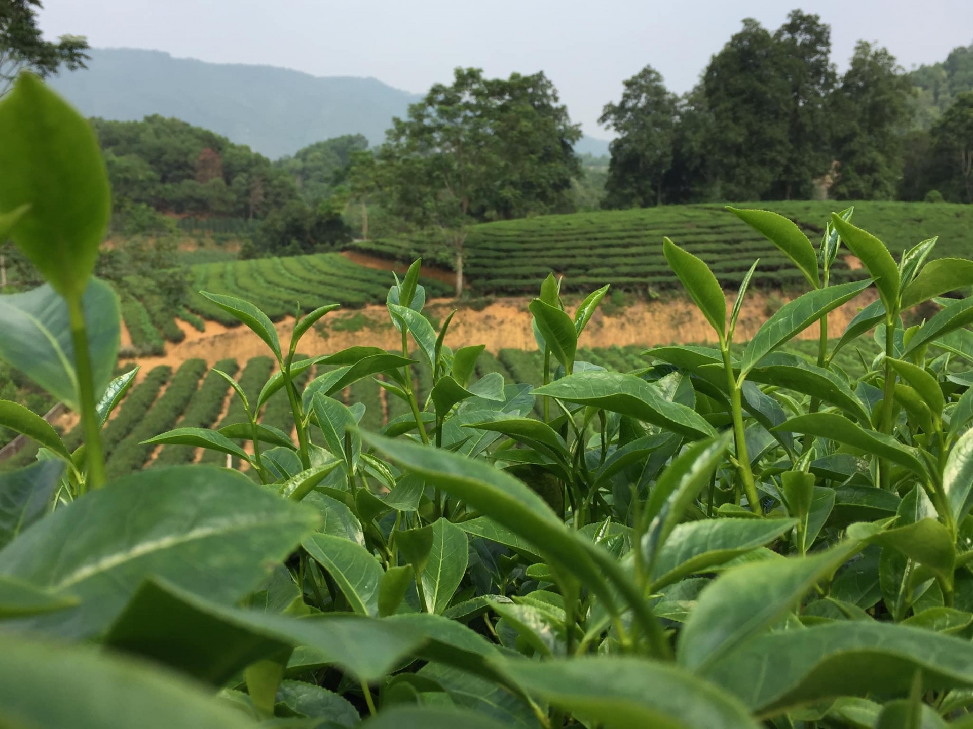 Phát triển du lịch sinh thái với tiềm năng từ nghề sản xuất chè Phát triển du lịch sinh thái với tiềm năng từ nghề sản xuất chè