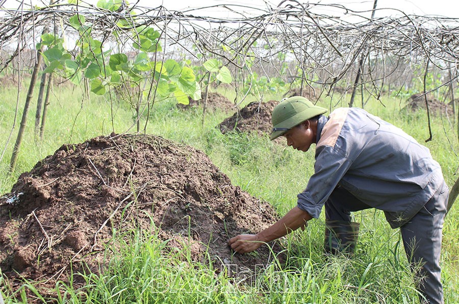 Mô hình trồng sắn dây đem lại hiệu quả cao của anh Ngô Văn Trường, thôn Nội Ngoại, thành phố Phủ Lý. Mô hình trồng sắn dây đem lại hiệu quả cao của anh Ngô Văn Trường, thôn Nội Ngoại, thành phố Phủ Lý.