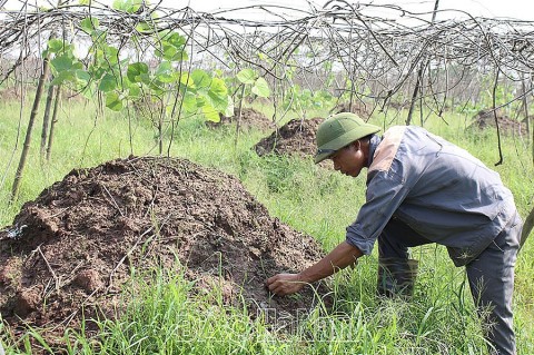 Hà Nam: Thu nhập ổn định từ mô hình trồng sắn dây