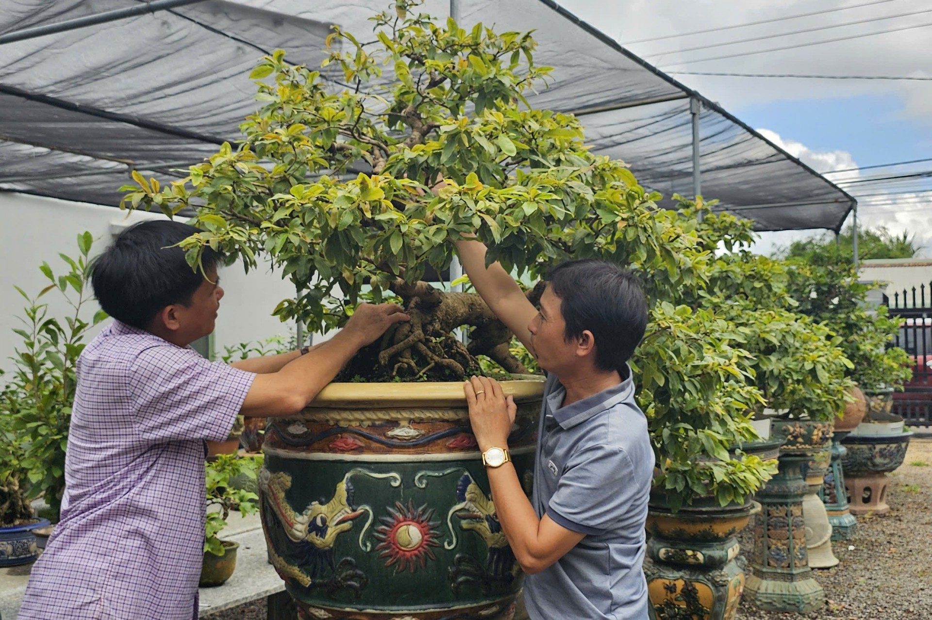 Xã Nhơn An có 1.978 hộ với 4.061 lao động trồng, chăm sóc cây mai cảnh Xã Nhơn An có 1.978 hộ với 4.061 lao động trồng, chăm sóc cây mai cảnh