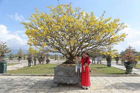 Phát triển du lịch cộng đồng tại Làng nghề mai cảnh bật nhất miền Trung