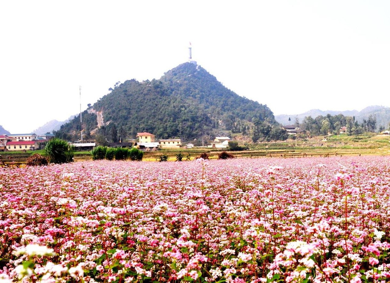 Lễ hội Hoa tam giác mạch Hà Giang